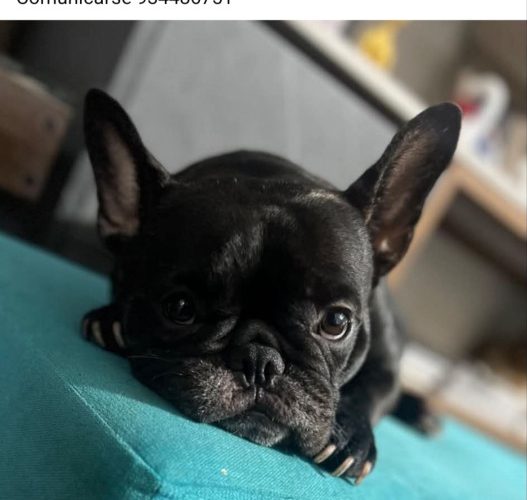 1000382211